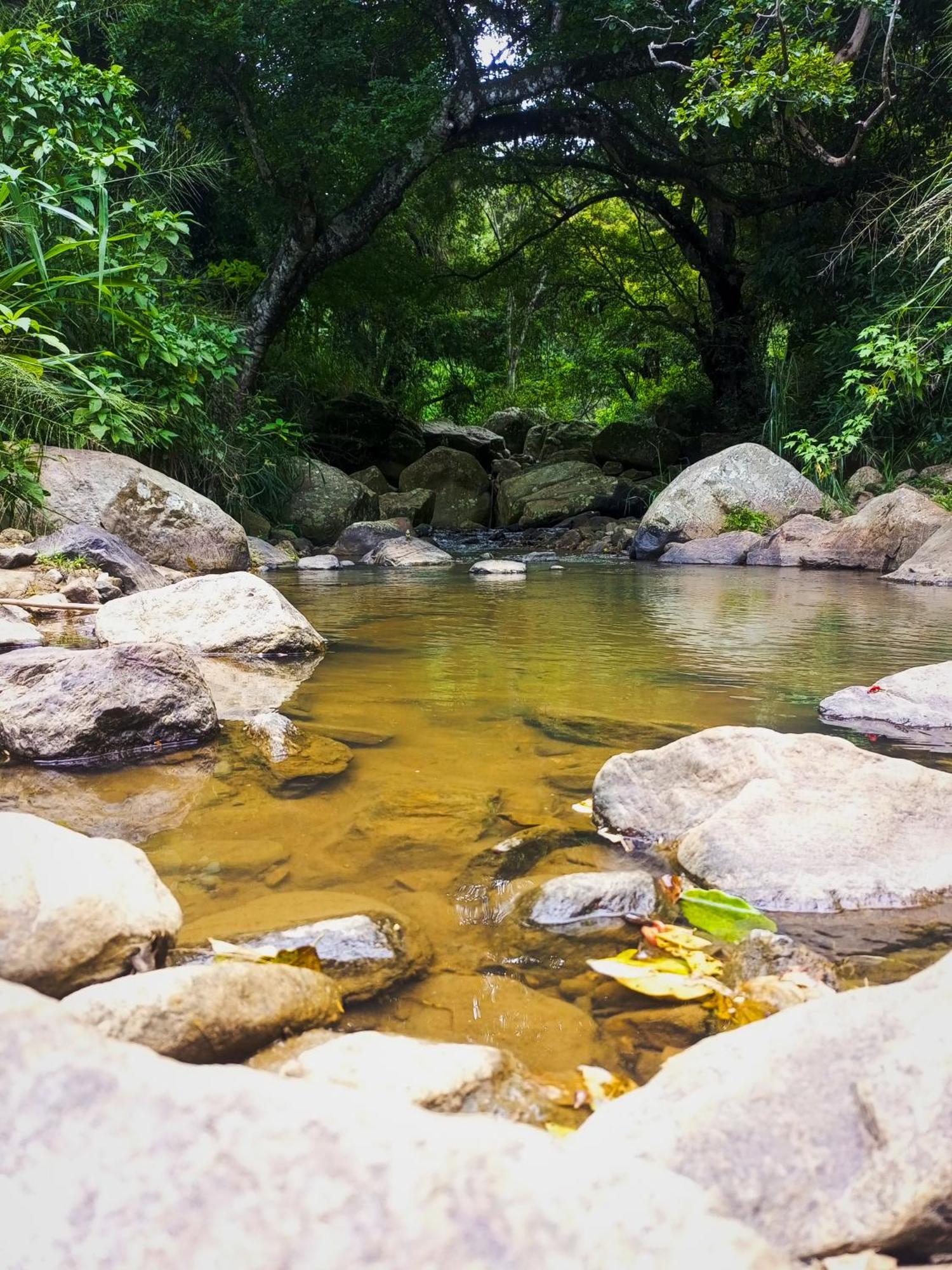 לינה וארוחת בוקר אלה Creek Downhills מראה חיצוני תמונה